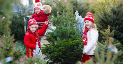 How Do I Keep My Tree Pest Free? Image How Do I Keep My Tree Pest Free? Image