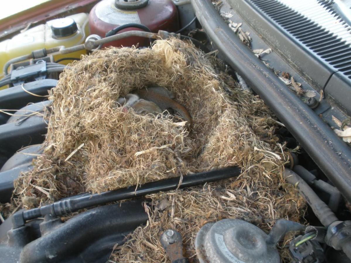 Are Rats Mice And Squirrels Eating Your Car