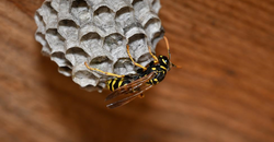 How Wasps Can Wreak Havoc on Marysville Businesses This Summer Image How Wasps Can Wreak Havoc on Marysville Businesses This Summer Image