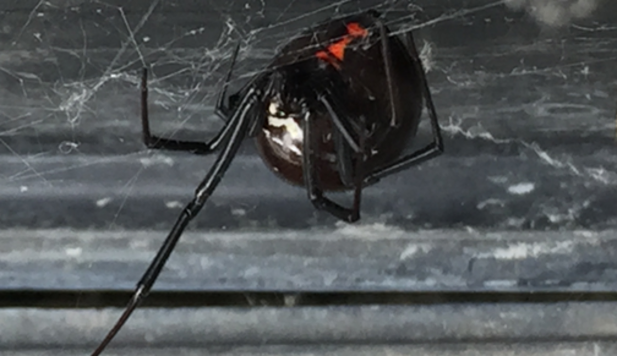 Black Widows What You Need to Know